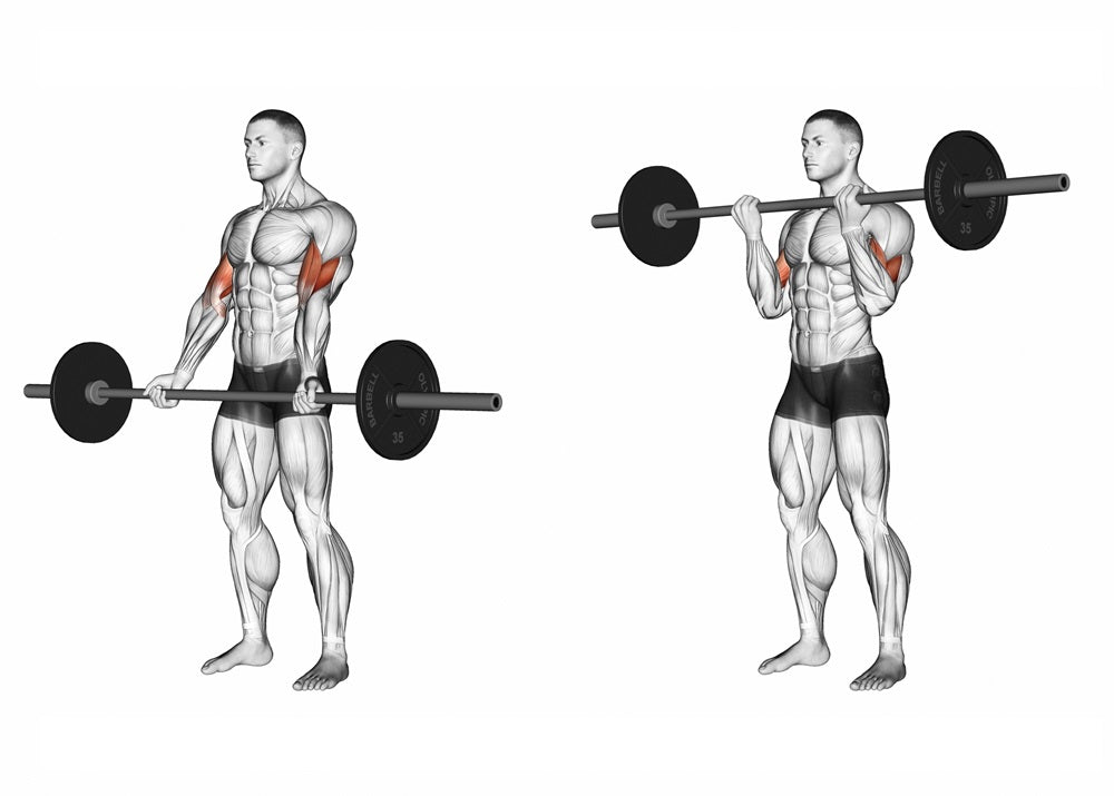 Understanding Barbell Bicep Curl Mechanics and Elbow Flexion