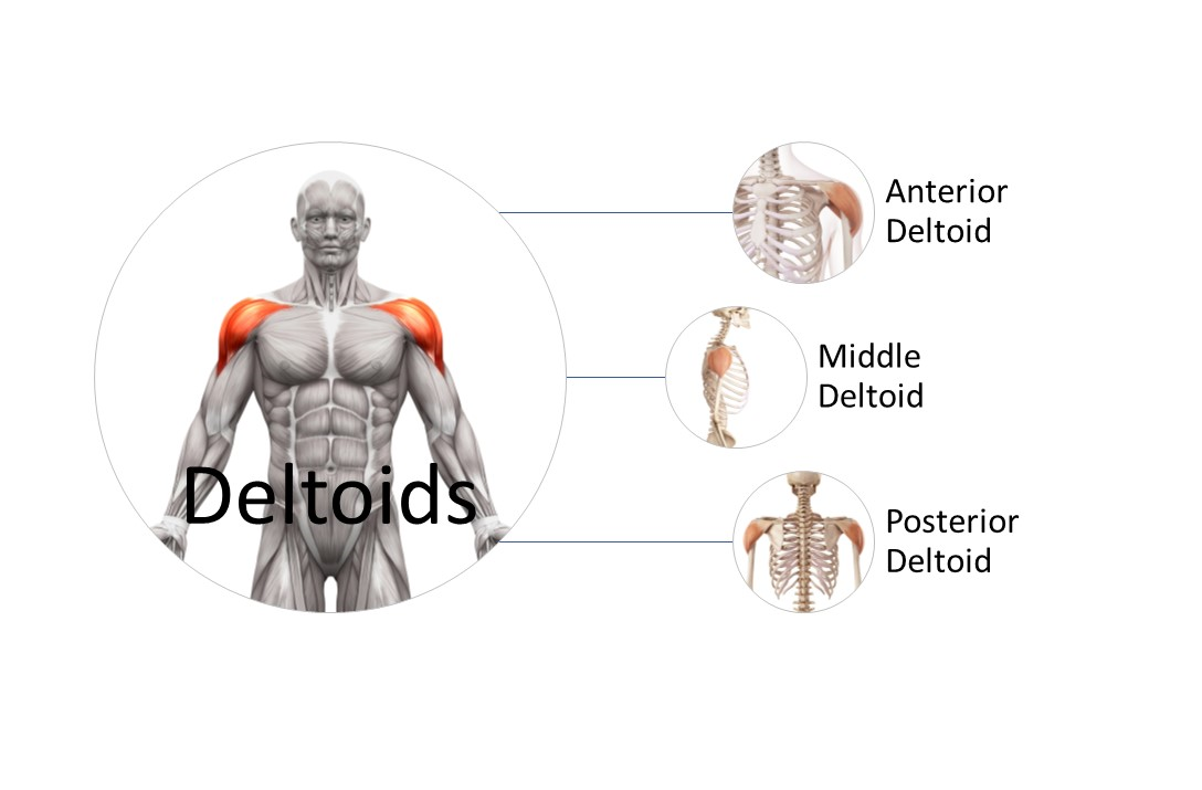 Sculpting Strong Shoulders: Targeting the Three Heads of the Deltoid