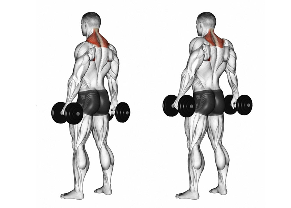 Shoulder Shrug: Muscles Worked, Anatomy & Proper Technique