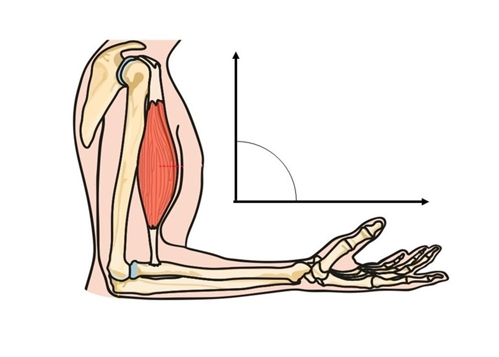 The Theory Behind the Angle of Muscle Pull in Weight Training