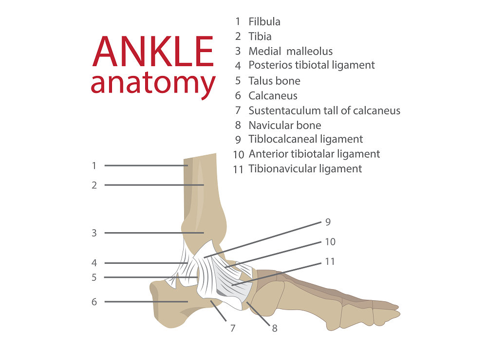 radiological anatomy of the ankle joint