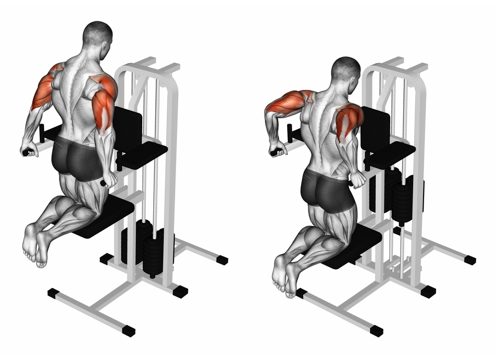 Dip Exercise Muscles dip-exercise-muscles