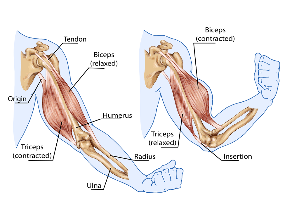 antagonist muscle of leg extension