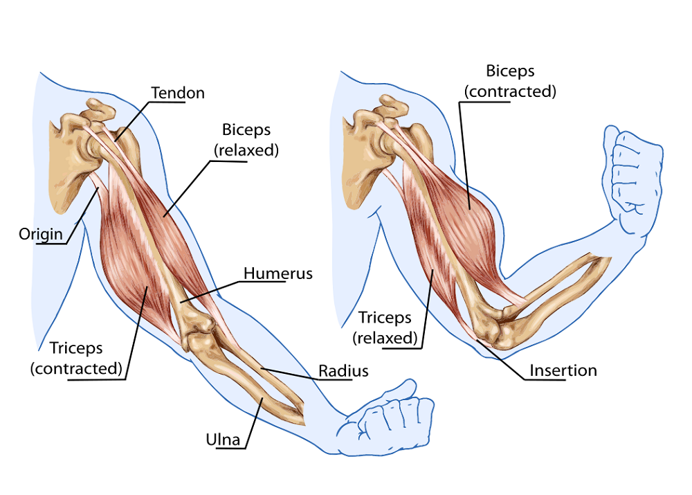 Understanding the Antagonist Muscle Role in Weight Training