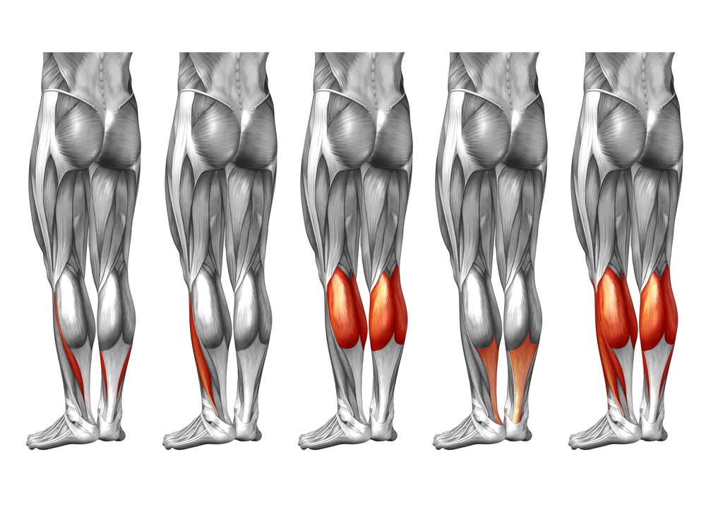 Exploring the Synergy Between the Gastrocnemius and Hamstrings