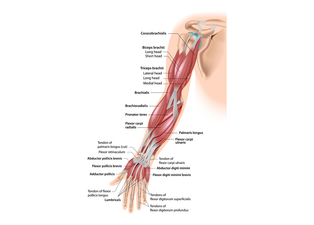 Decoding the Relationship Between Elbow and Wrist Muscles