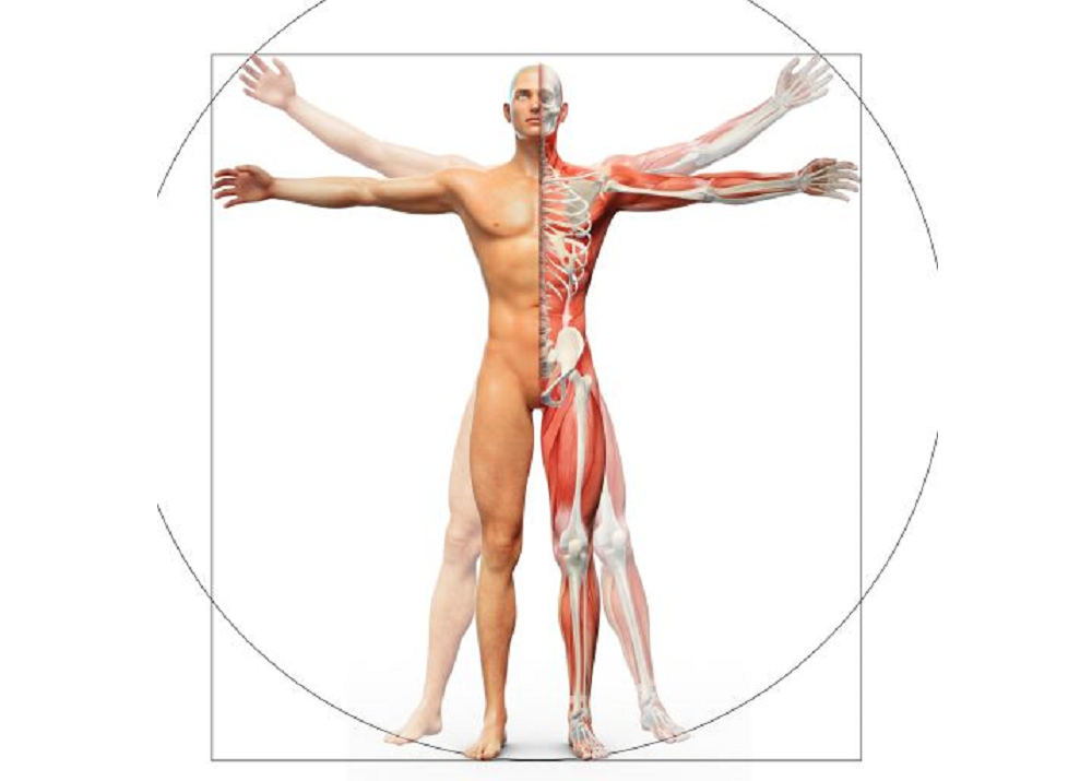 Navigating Movement Science: Unraveling Biomechanics vs. Kinesiology