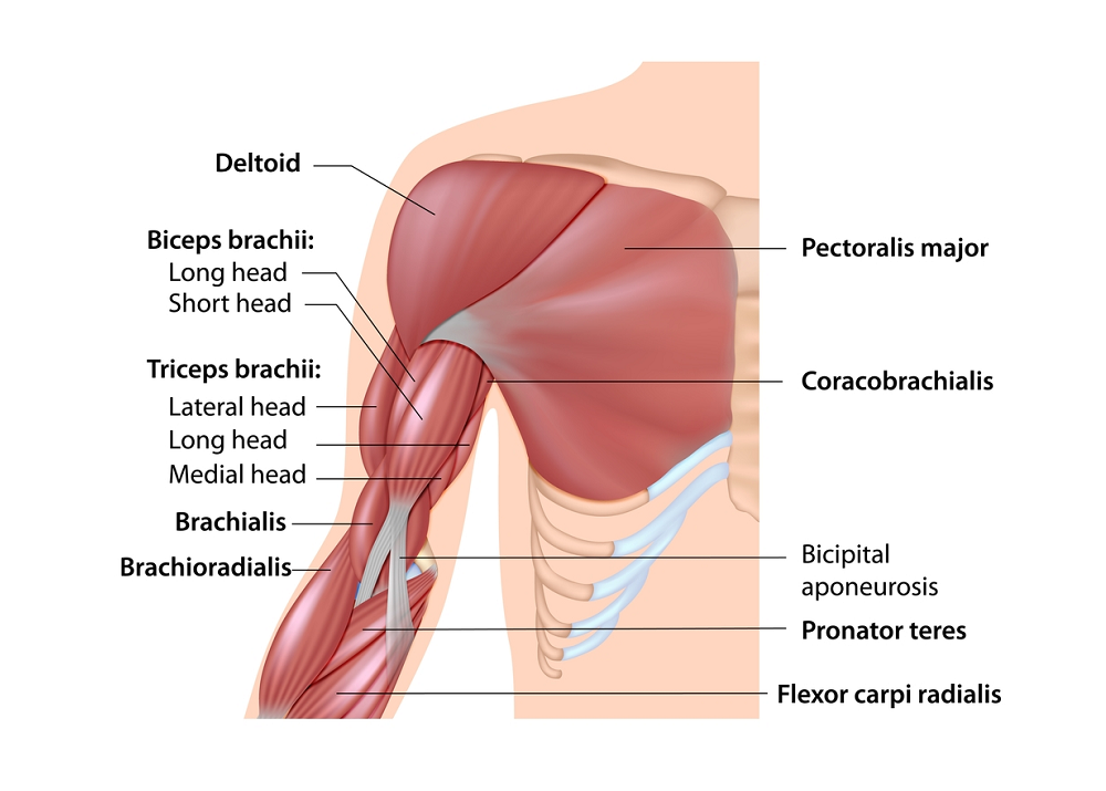 Understanding the Connection Between Shoulder and Elbow Muscles