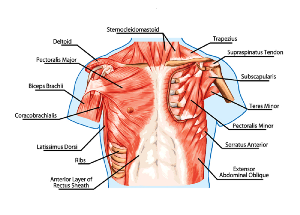 shoulder girdle muscles diagram