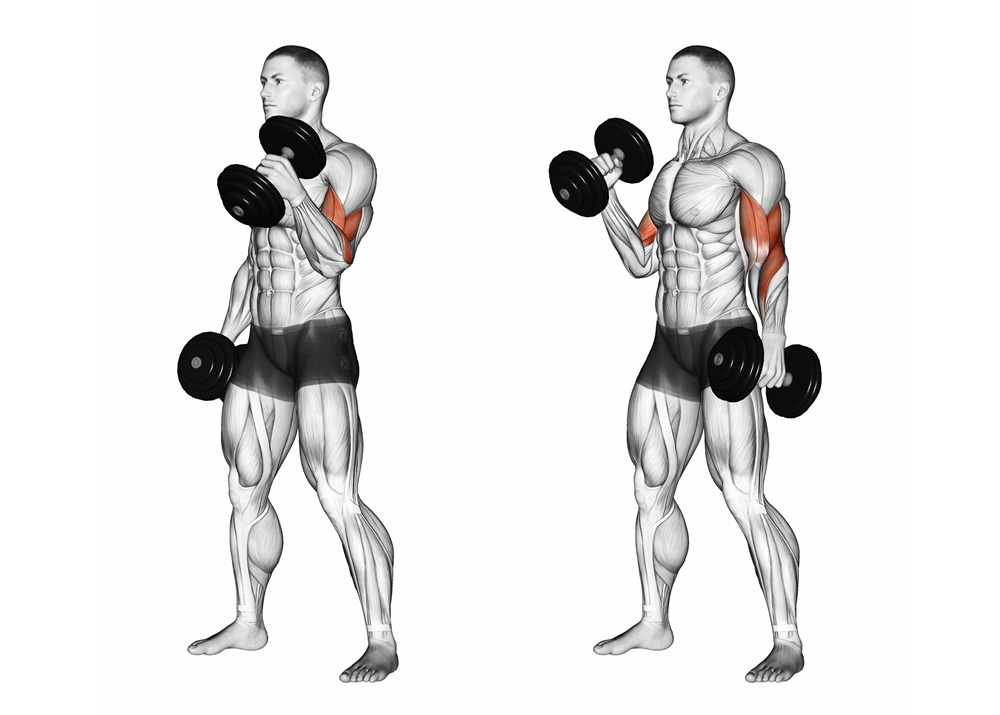 The Bicep Curl: How Subtle Grip Changes Can Maximize Muscle Development