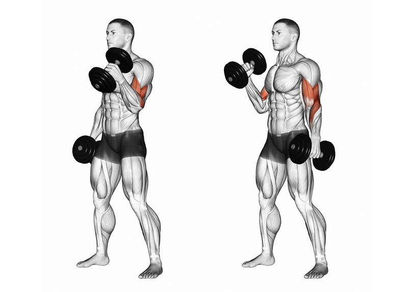 The Bicep Curl How Subtle Grip Changes Can Maximize Muscle Developmen the-bicep-curl-how-subtle-grip-changes-can-maximize-muscle-developmen