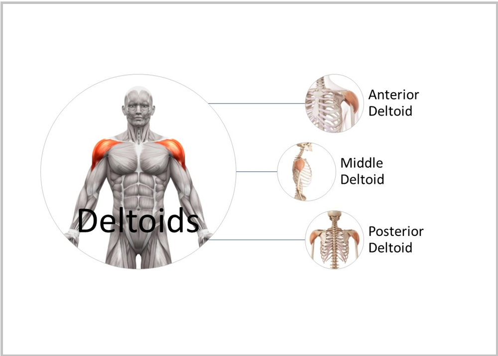 Sculpt Strong Shoulders: Target All Three Deltoid Heads