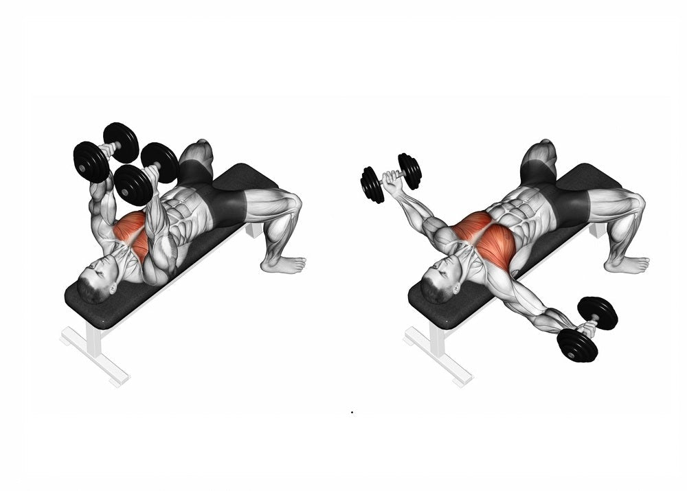 Dumbbell Fly: Muscles Worked, Anatomy & Proper Technique