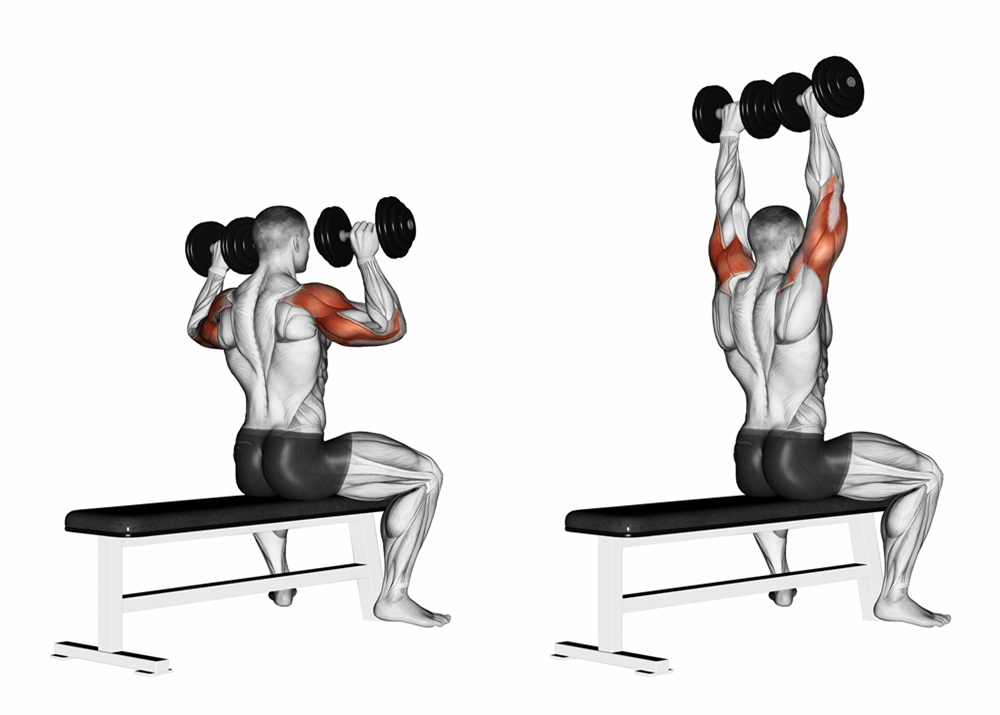 Understanding Seated Overhead Dumbbell Press Mechanics and Shoulder Stability | KinX Learning