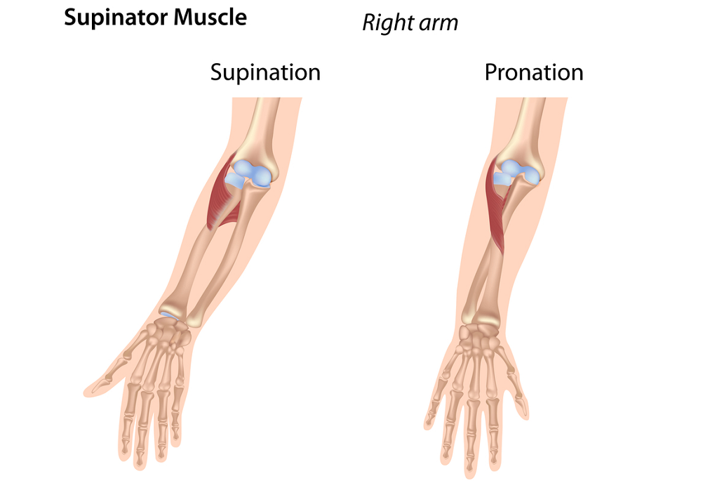 Supinator And Pronator Muscles Anatomy Of The Supinator Muscle