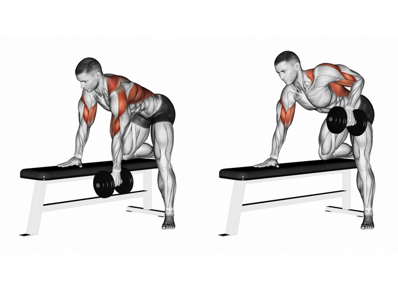 Muscle Building Rows Neutral vs. Pronated Grip in Dumbbell Rows: Which is Better for Muscle