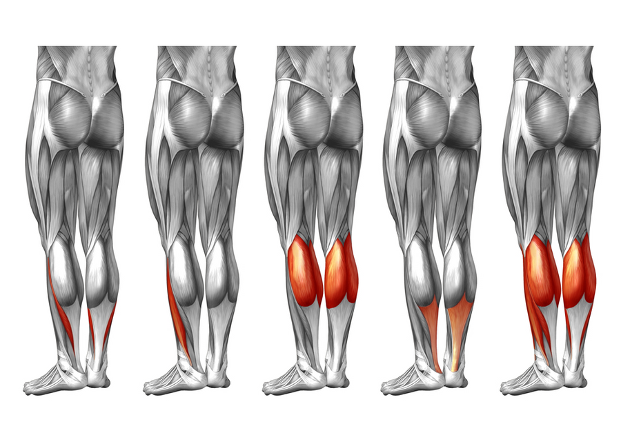 Exploring the Synergy Between the Gastrocnemius and Hamstrings