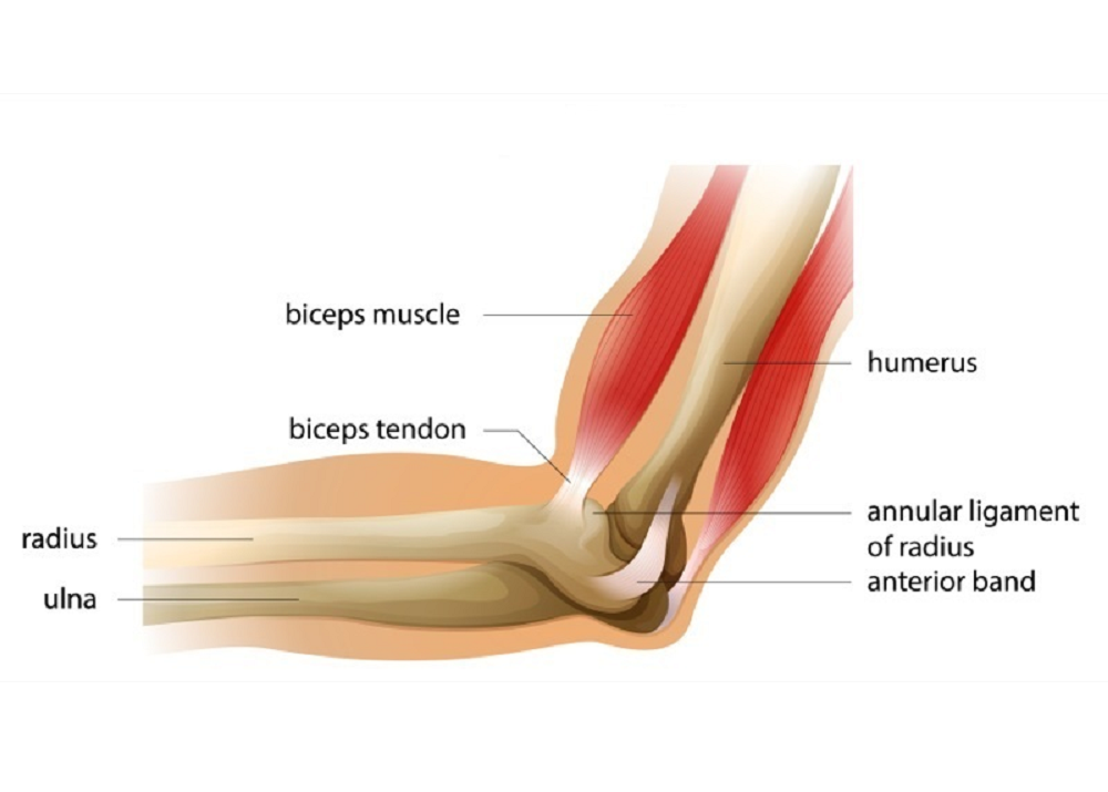 The Elbow Joint - Anatomy and Basic Movements