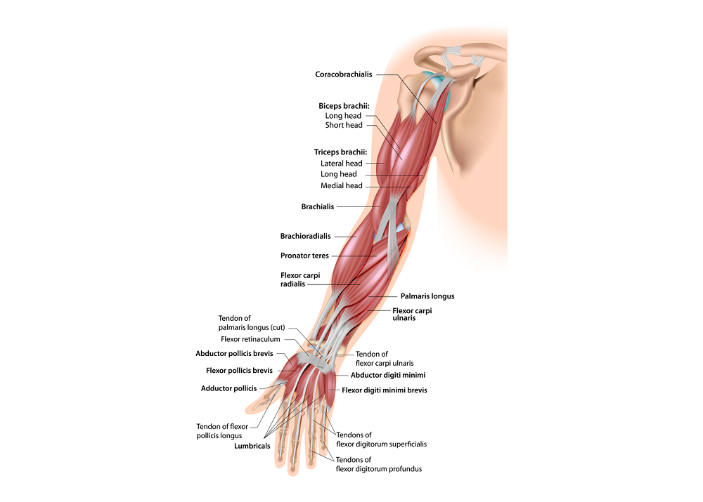 Relationships Between the Elbow and Wrist