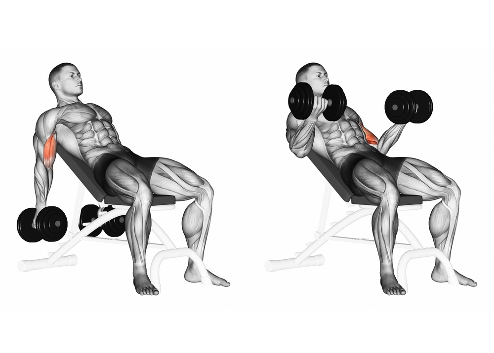 Incline Bench Biceps Curl with Dumbbells