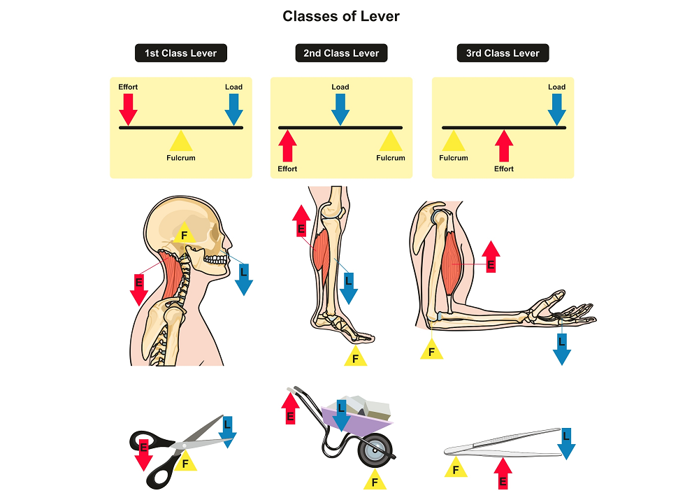 Types Of Levers