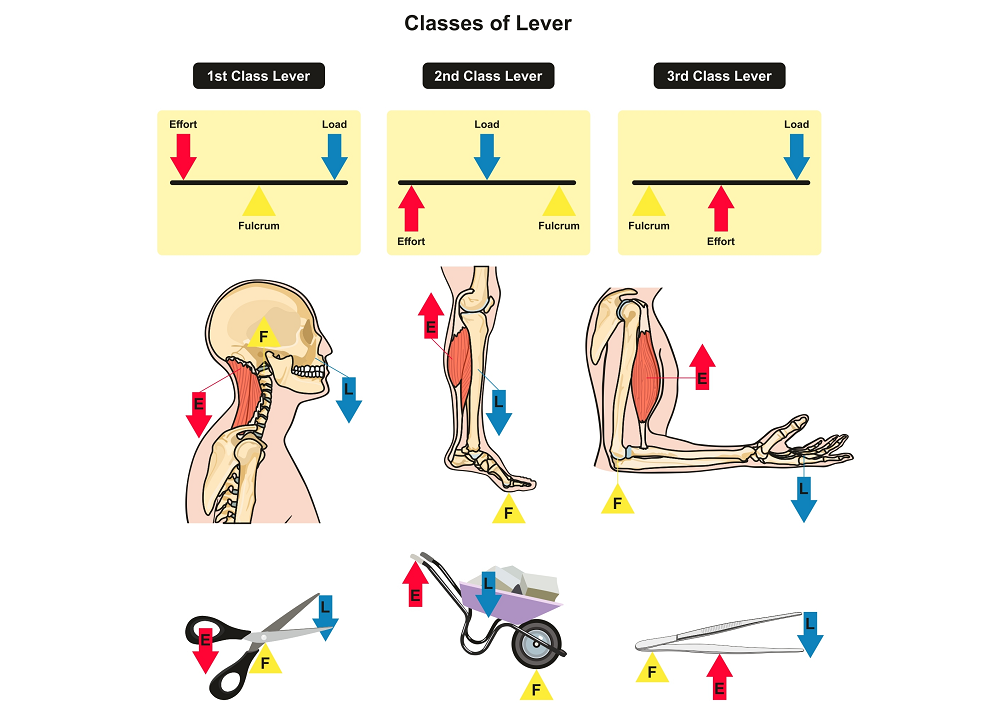 Levers in the Human Body