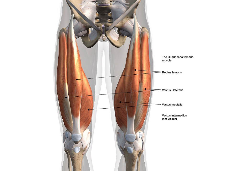 The Quadriceps Muscle Group