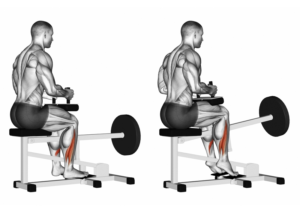 Sports Uses of the Seated Calf Raise Exercise