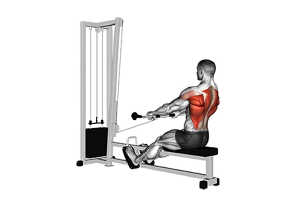 Understanding Seated Row Mechanics and Prime Movers