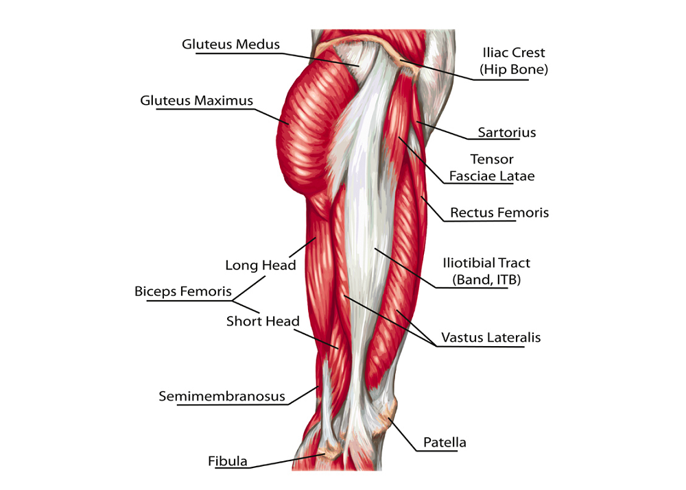 An Anatomical Exploration of the Relationships Between the Quadriceps and Hamstrings