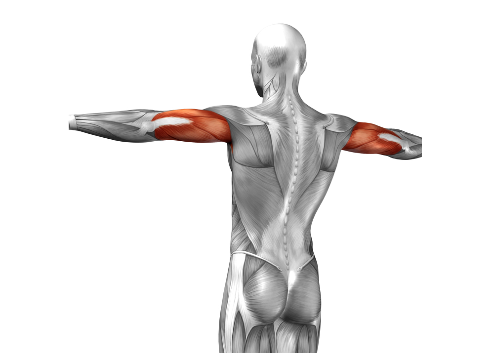 The Triceps Muscle Group