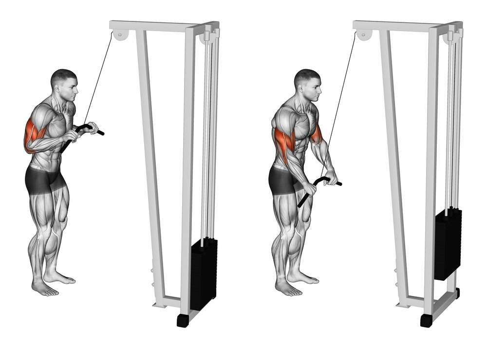 Understanding Triceps Pushdown Mechanics and Elbow Extension