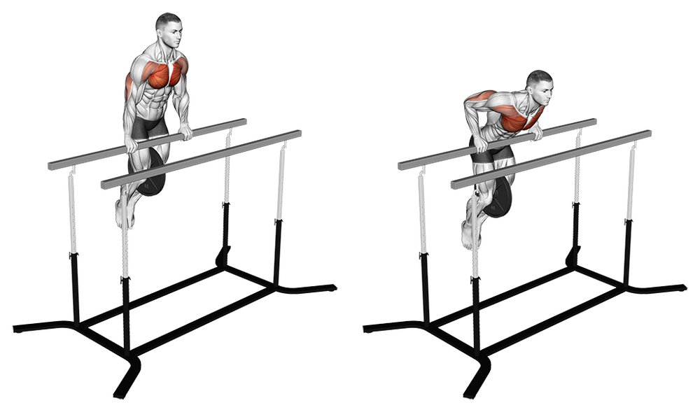 Dip Movement Bar Dips - Anatomy, Sports Uses, Tips and more