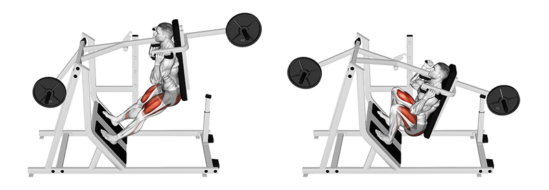 The Machine Squat Exercise - Anatomy, Sports Uses, Tips and more