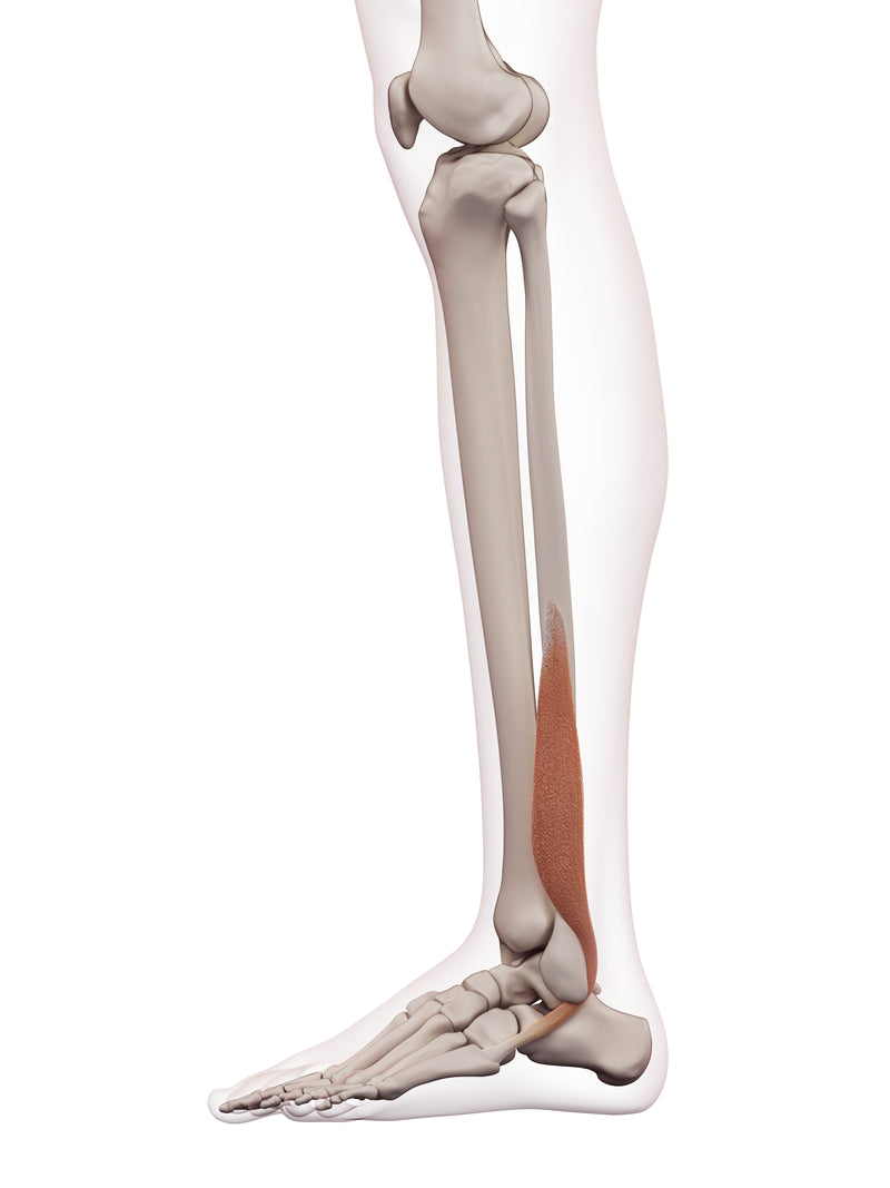 M Peroneus Rek Peroneus Brevis- Muscle Function, Anatomy, Exercises and more