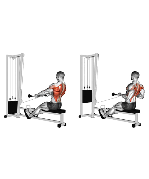 Seated Row Exercise Without Machine