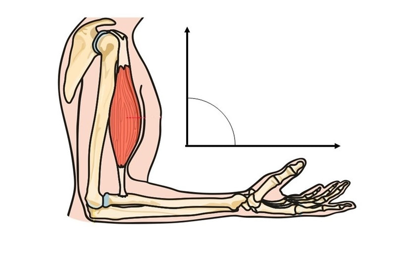 Angle Muscle Free Lessons in the Kinesiology of Exercise by KinX Learning