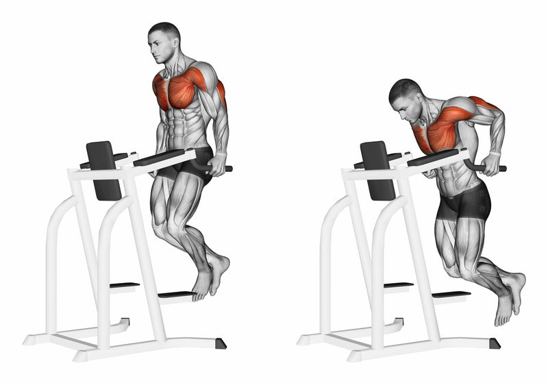 Bar Dips Anatomy, Sports Uses, Tips and more