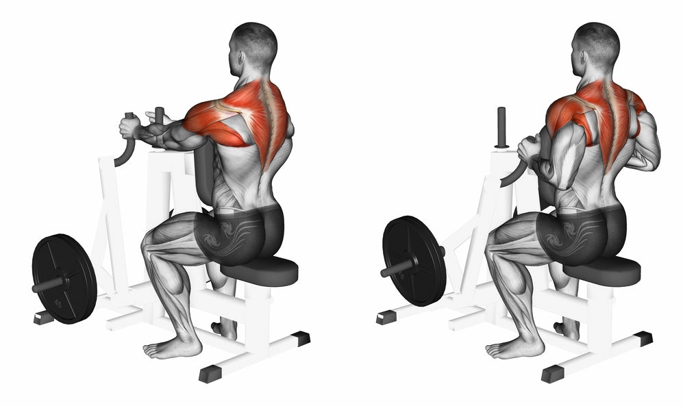seated row muscles
