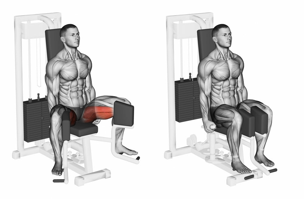 The Definitive Guide To Hip Adductor Anatomy Exercises The Definitive Guide To Hip Adductor Anatomy Exercises