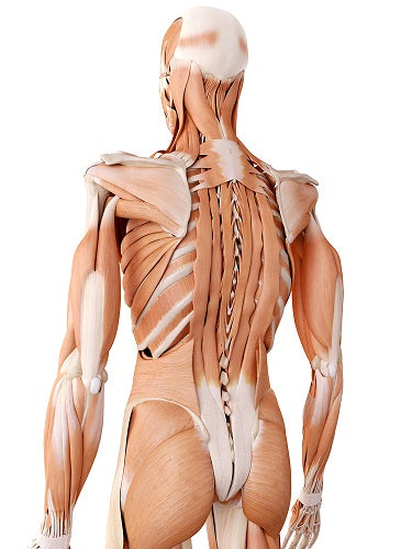 erector spinae muscles origin and insertion