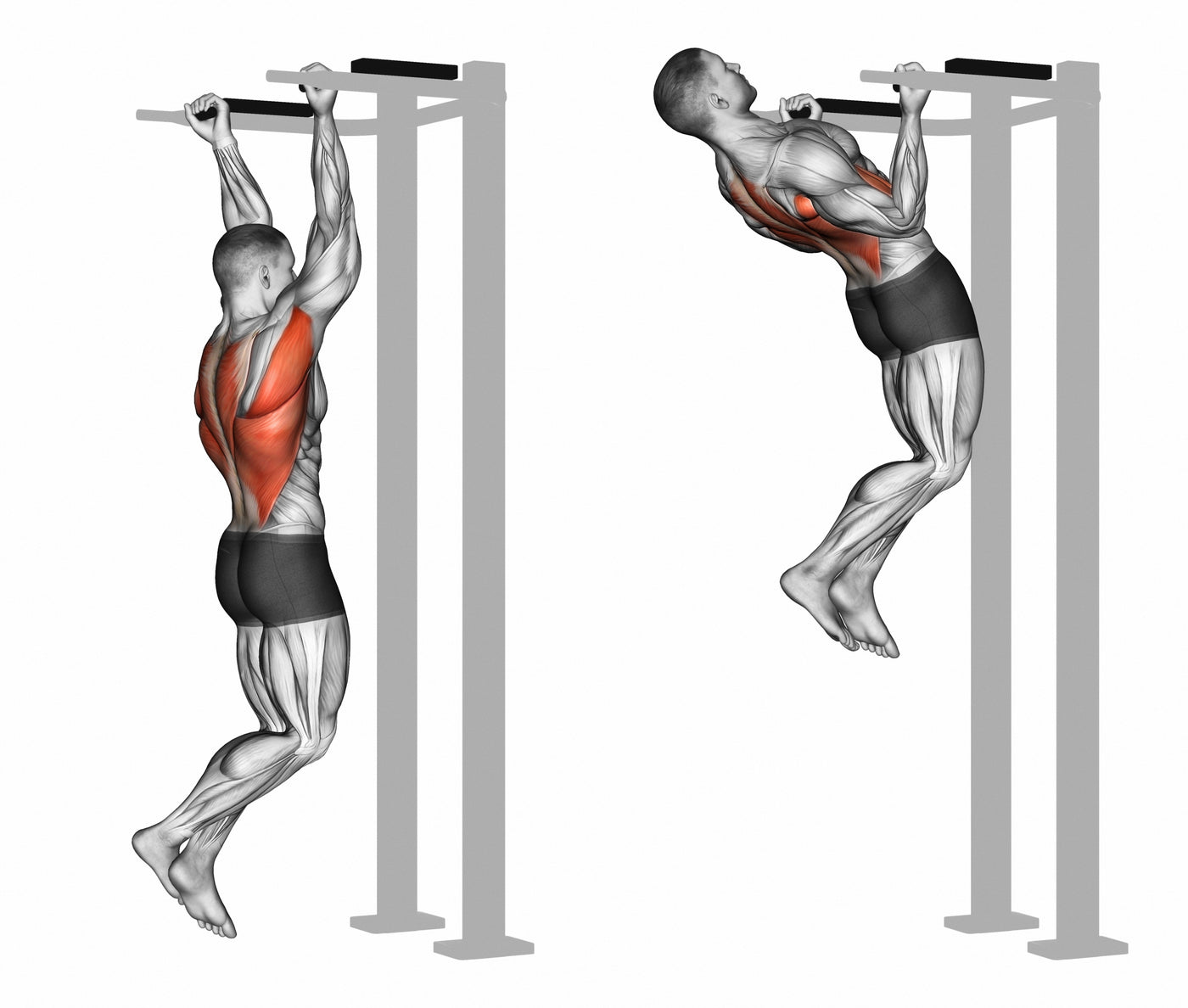 Kinesiology of the Chinup / Pullup