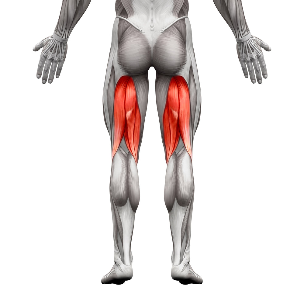 Hamstring Muscle Group