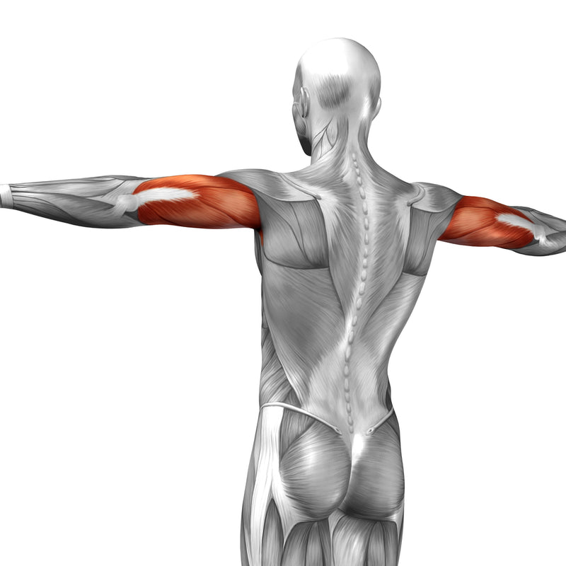 Triceps Pushdown: Muscles Worked, Proper Form, and Benefits